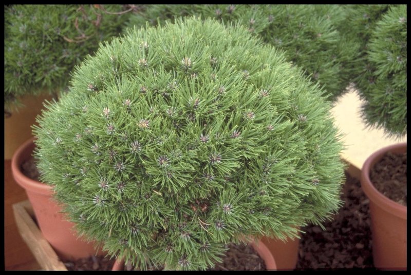 Pinus nigra Marie Bregeon
