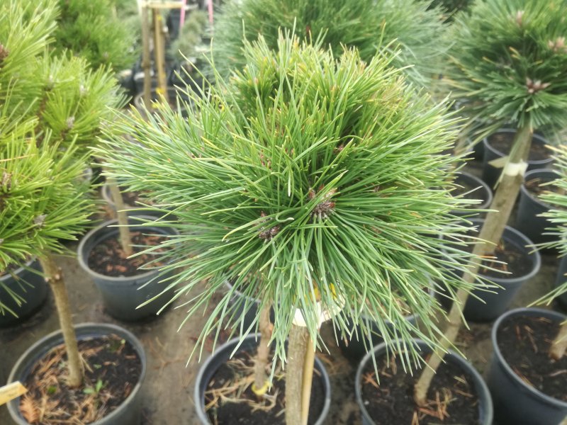 Сосна (Pinus nigra “bambino”)