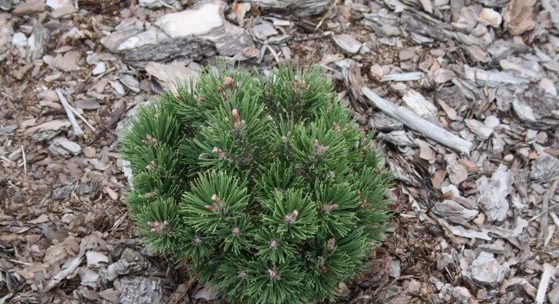 Pinus mugo Benjamin