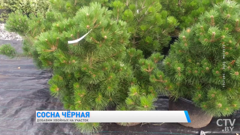 Сосна черная бона