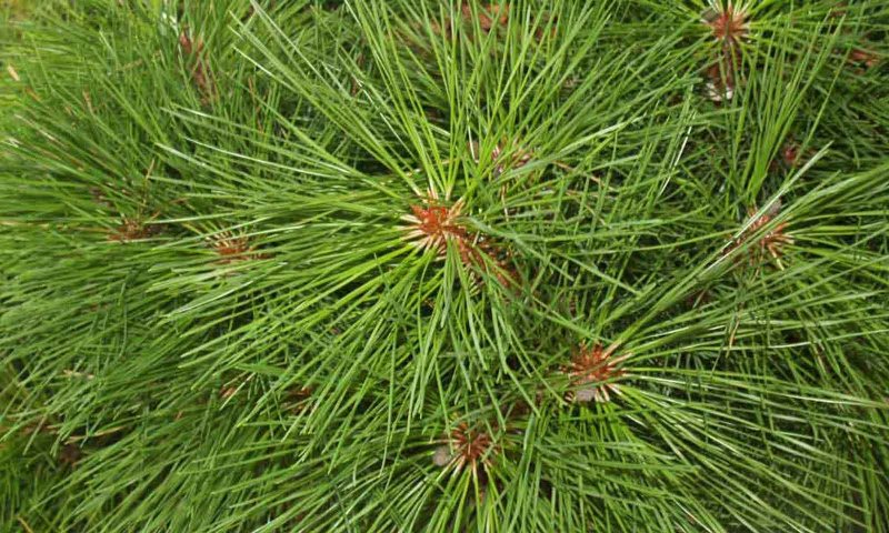 Pinus nigra Брепо