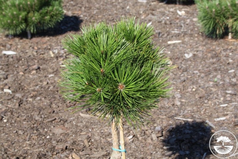 Pinus heldreichii Greece