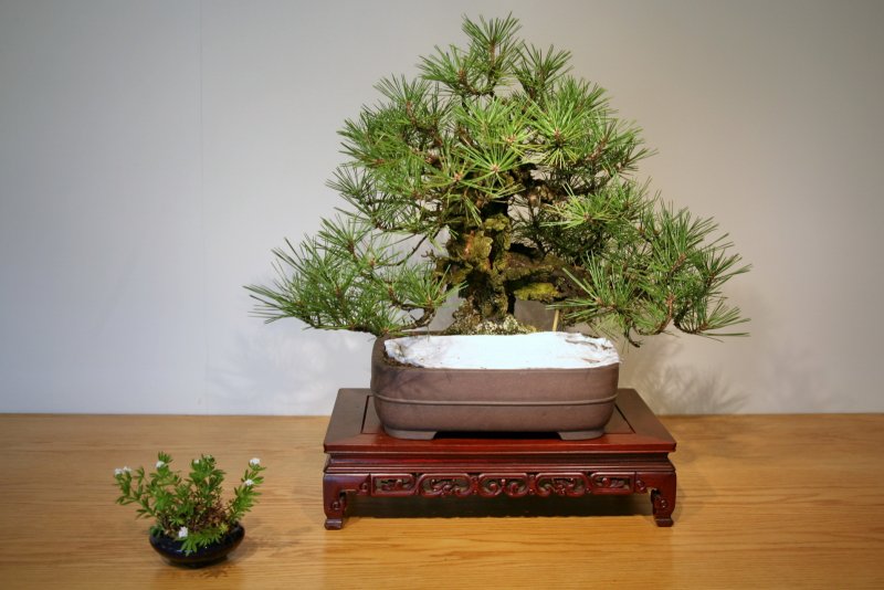 Pinus thunbergii Nishiki-Matsu