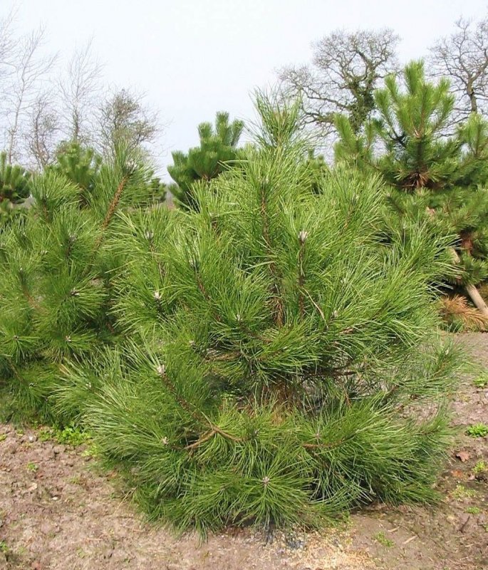 Сосна черная (Pinus nigra)