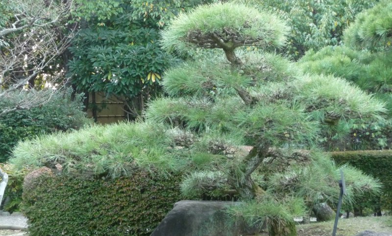 Pinus thunbergii 'Kotobuki'