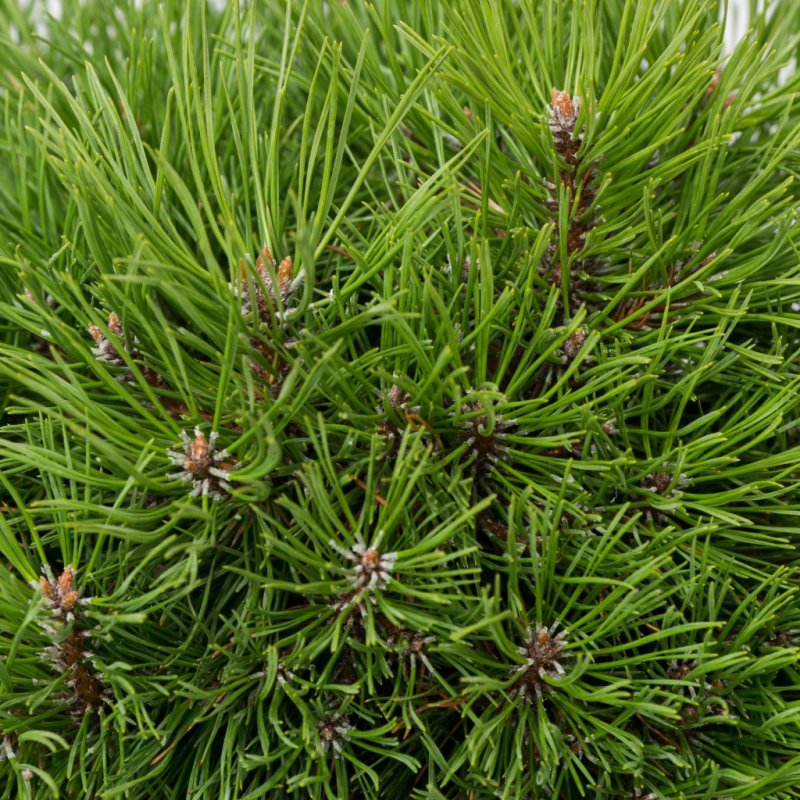 Pinus mugo Michal