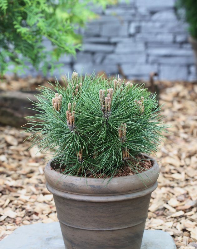 Сосна Pinus nigra Nana
