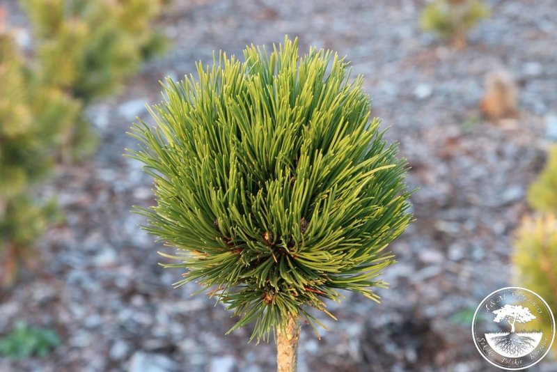 Pinus mugo Nana Balcanica Aurea