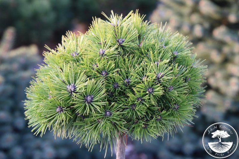 Pinus mugo 'Heideperle'