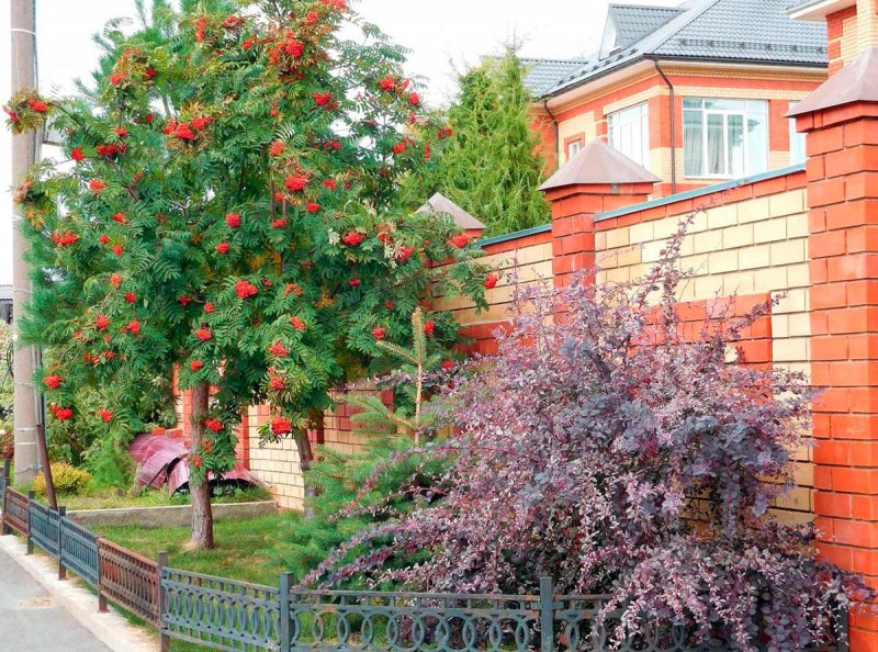 Рябина красная дерево