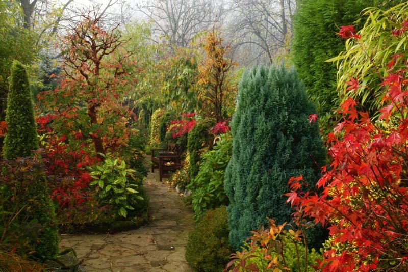 Acer palmatum 'Bloodgood'