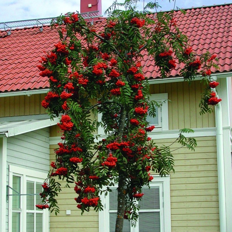 Клен красный ред Сансет