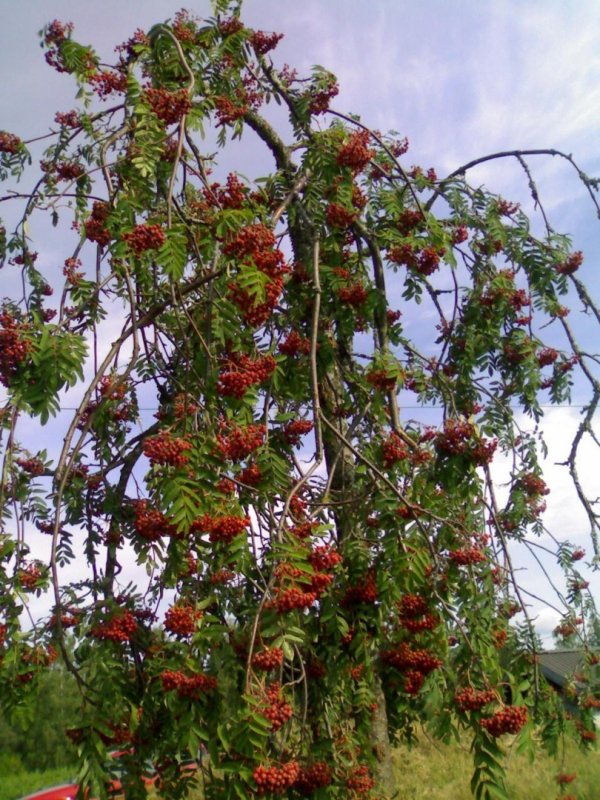 Груша иволистная плакучая