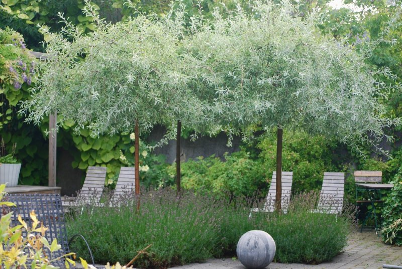 Acer palmatum Atropurpureum