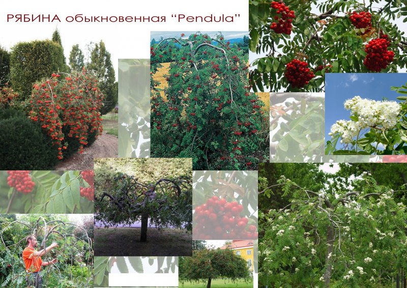 Рябина Пендула штамбовая