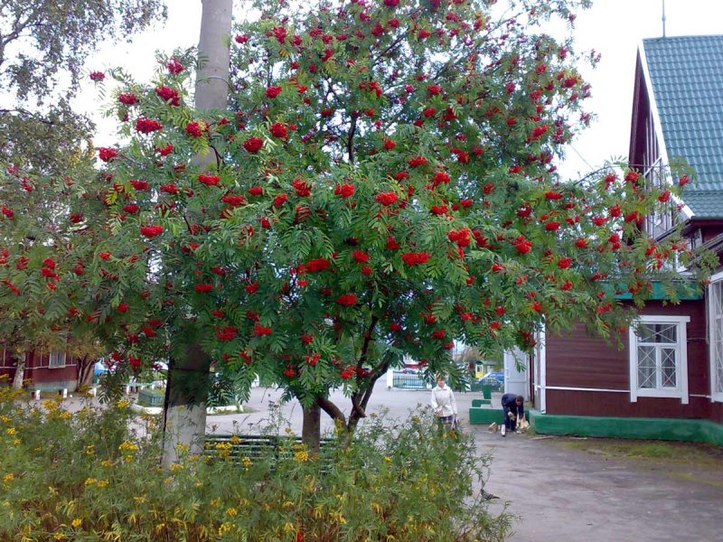Клен Гиннала и можжевельник