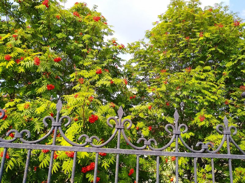 Рябина обыкновенная Sorbus aucuparia “pendula”