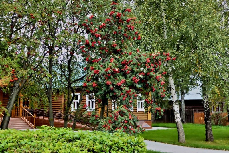 Гортензия арония