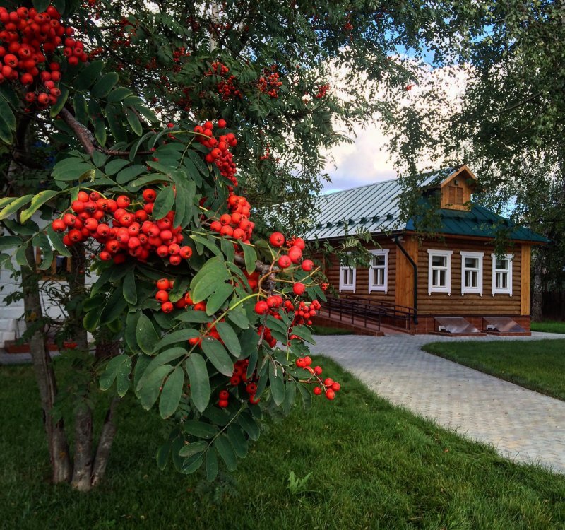Клен Гиннала ниваки