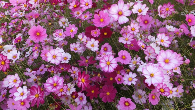 Cosmos Flowers цветы