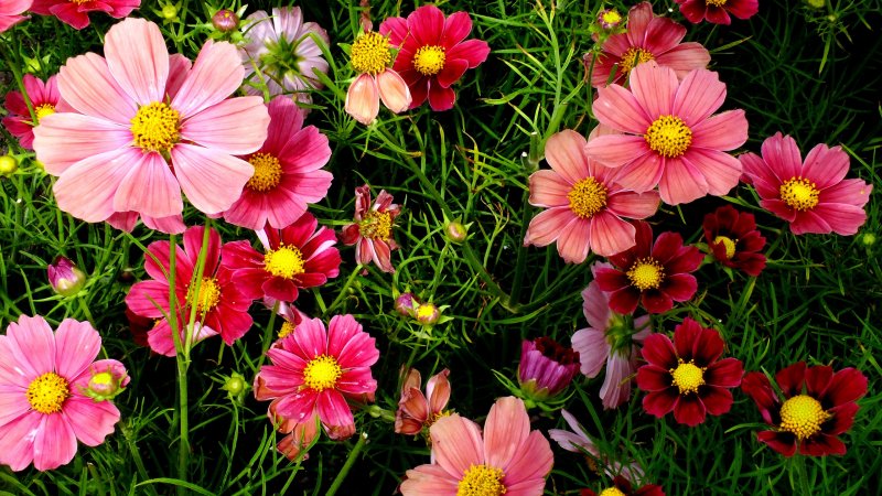 Cosmos Flowers на Калужском шоссе
