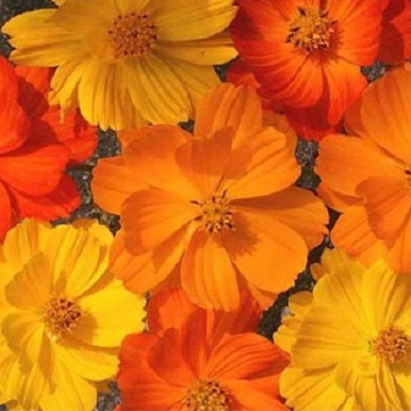 Космея (Cosmos) желтая