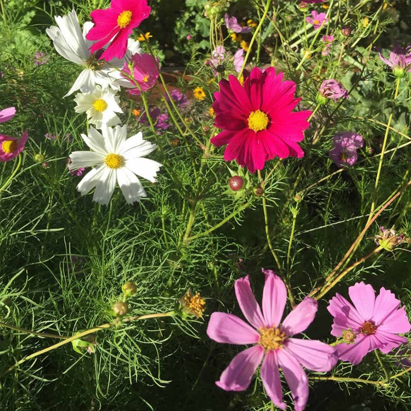 Космея Cosmos Sonata Pink