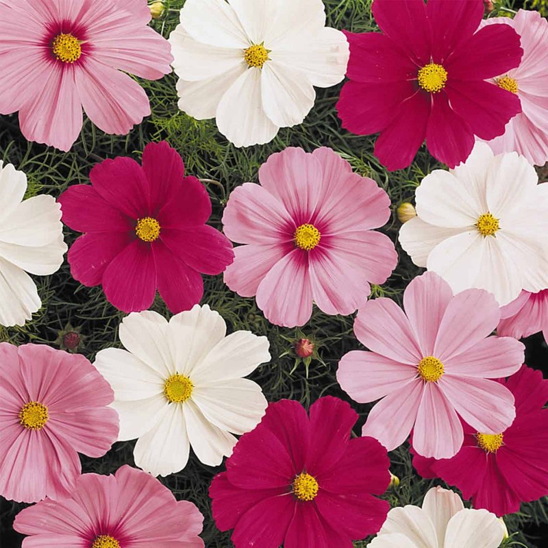 Cosmos Flowers цветы