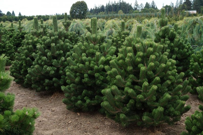 Сосна черная "Oregon Green" (Орегон Грин)