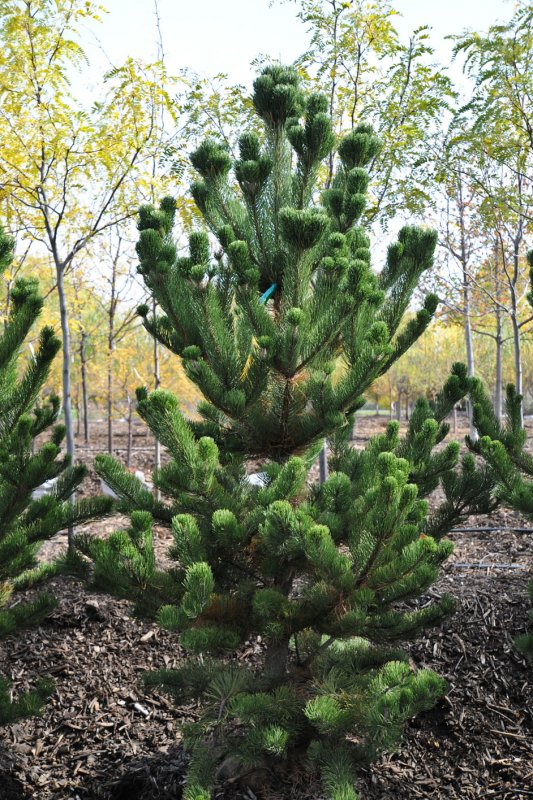 Pinus nigra (сосна чёрная) 'Oregon Green'