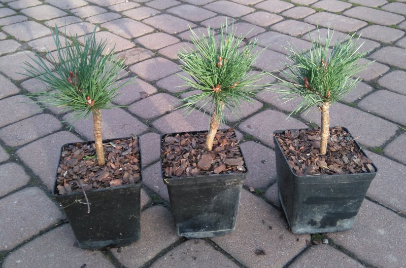 Сосна черная Oregon Green
