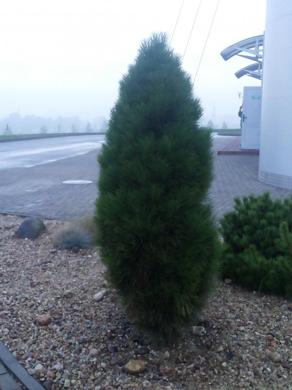 Посадка сосна черная Pinus nigra Oregon Green