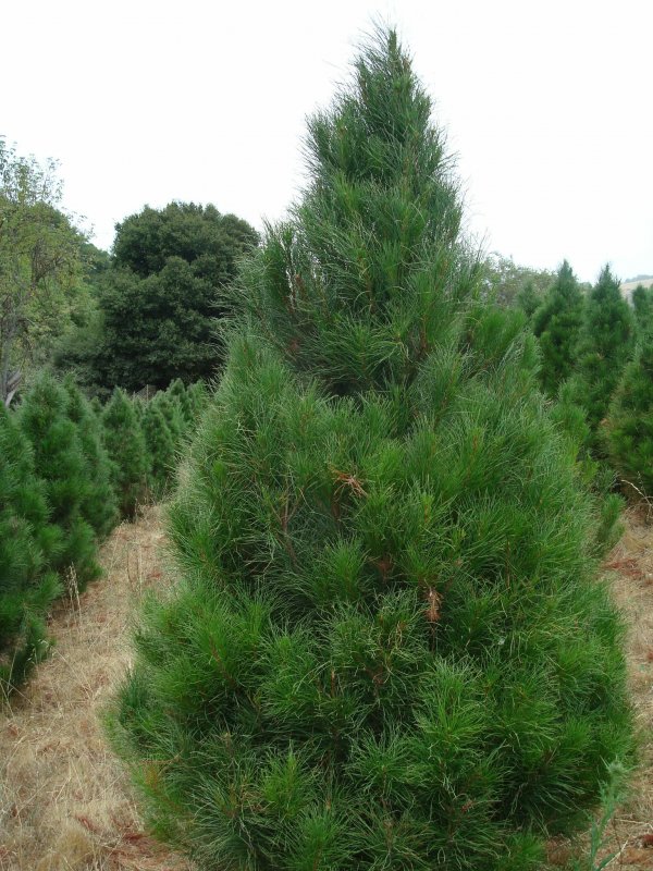 Pinus mugo Oregon Green