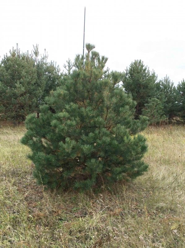 Сосна черная Орегон Грин, c1.5