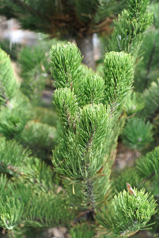 Pinus nigra austriaca