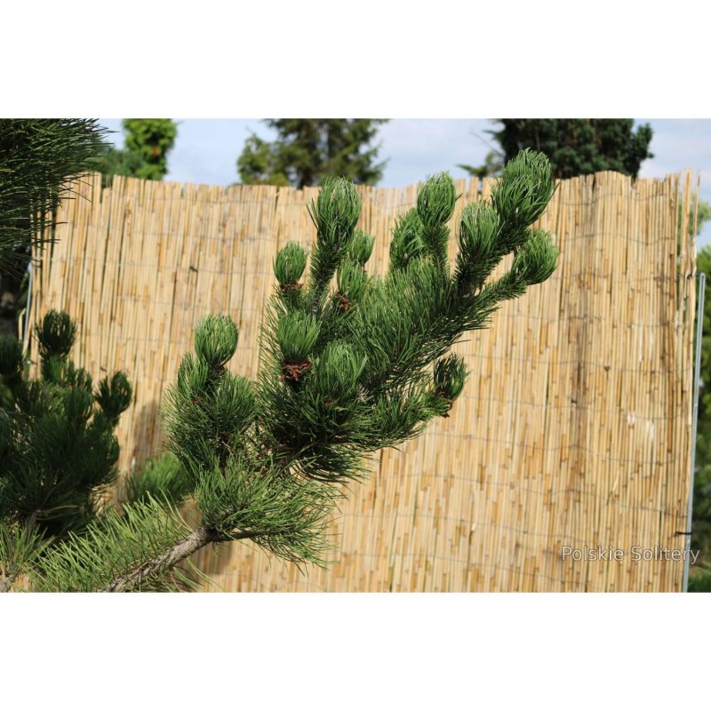 Pinus nigra Smaragd