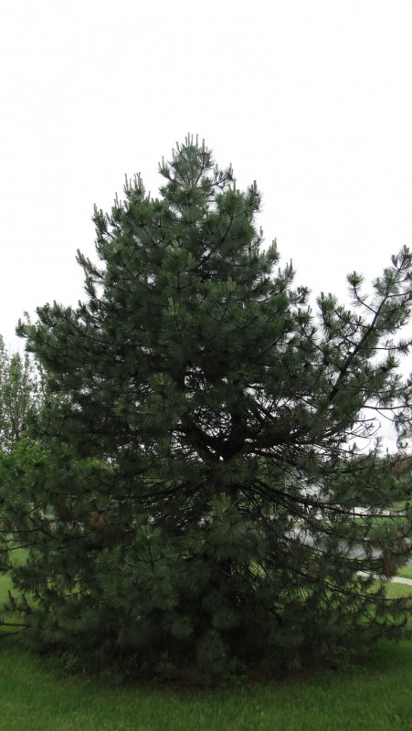 Pinus nigra Oregon Green сосна