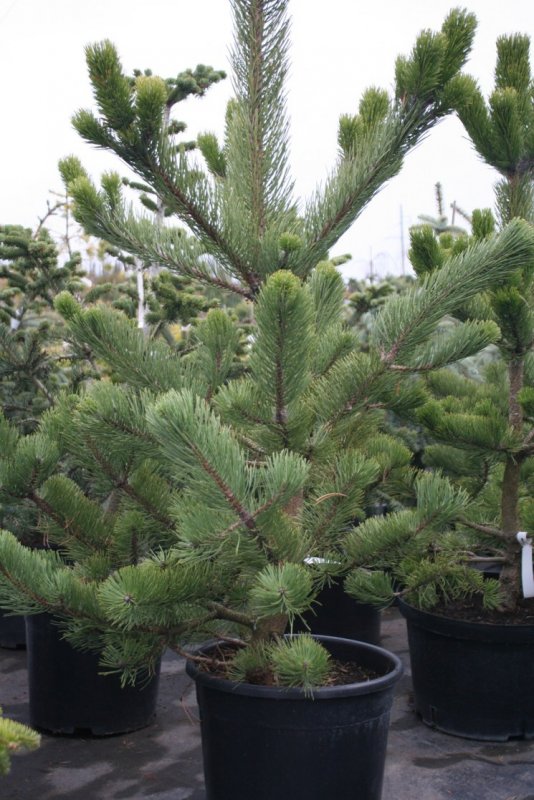 Pinus nigra (сосна чёрная) 'Oregon Green'