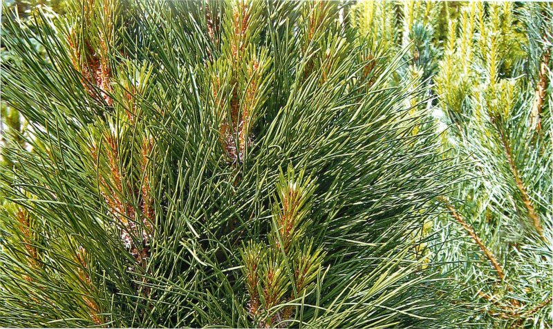 Сосна черная "Oregon Green" (Орегон Грин)