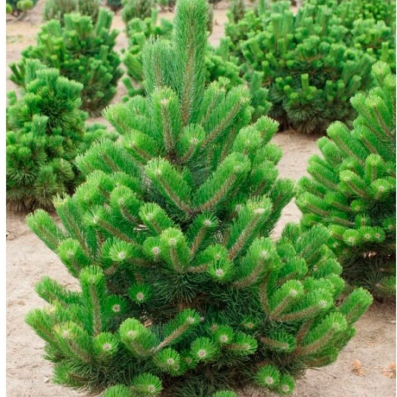 Pinus nigra Oregon Green