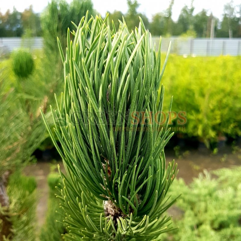 Pinus nigra Oregon Green