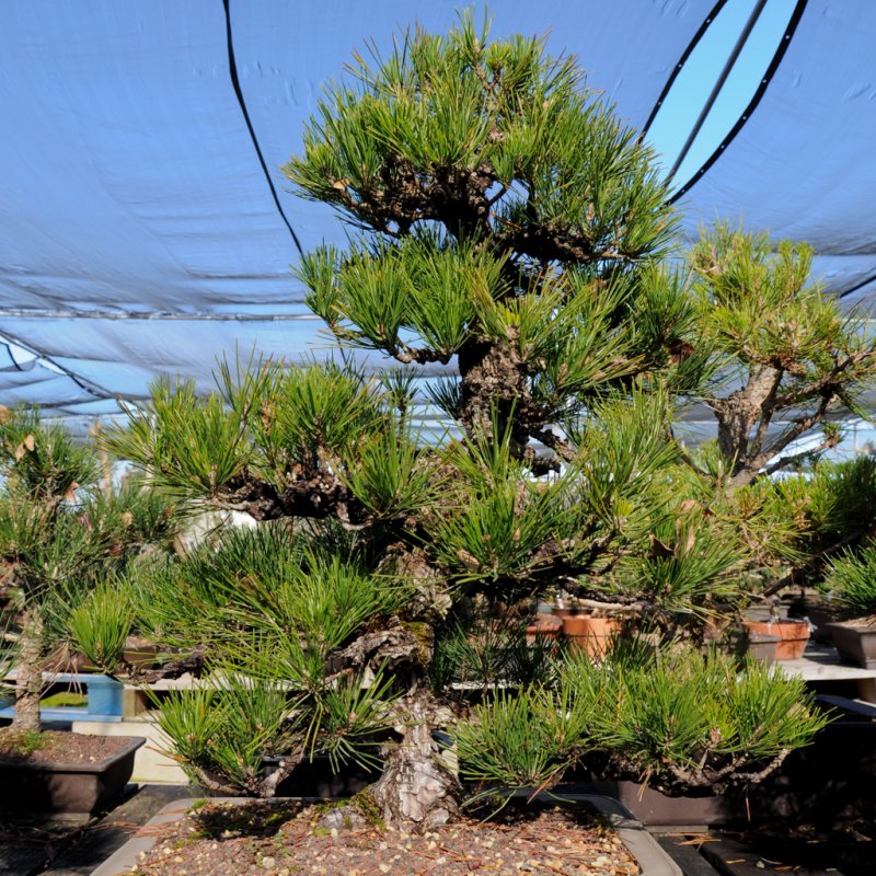 Сосна черная Молетта (Pinus nigra molette).