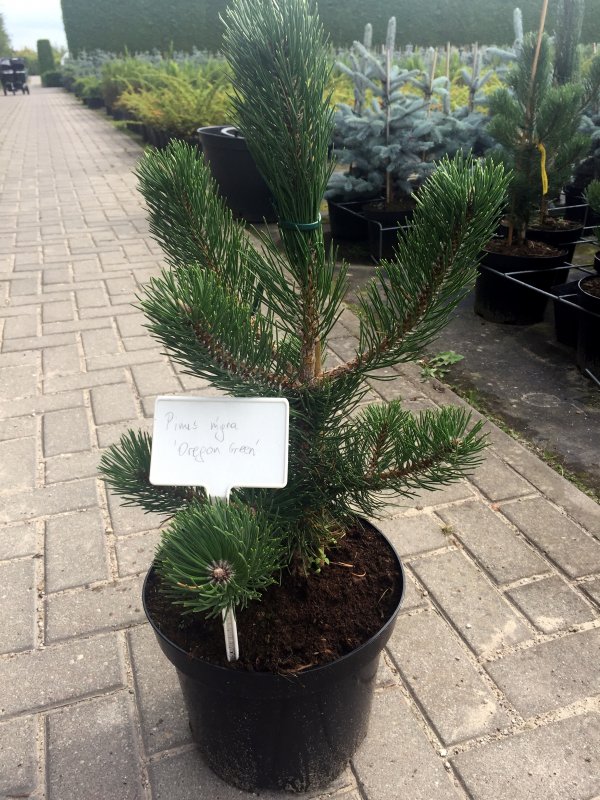 Pinus nigra Oregon Green
