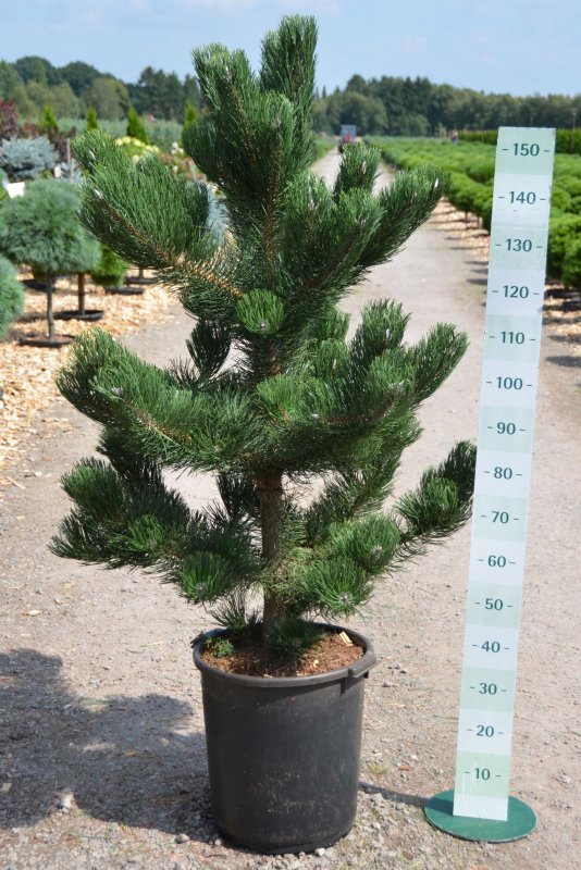 Pinus nigra Oregon Green