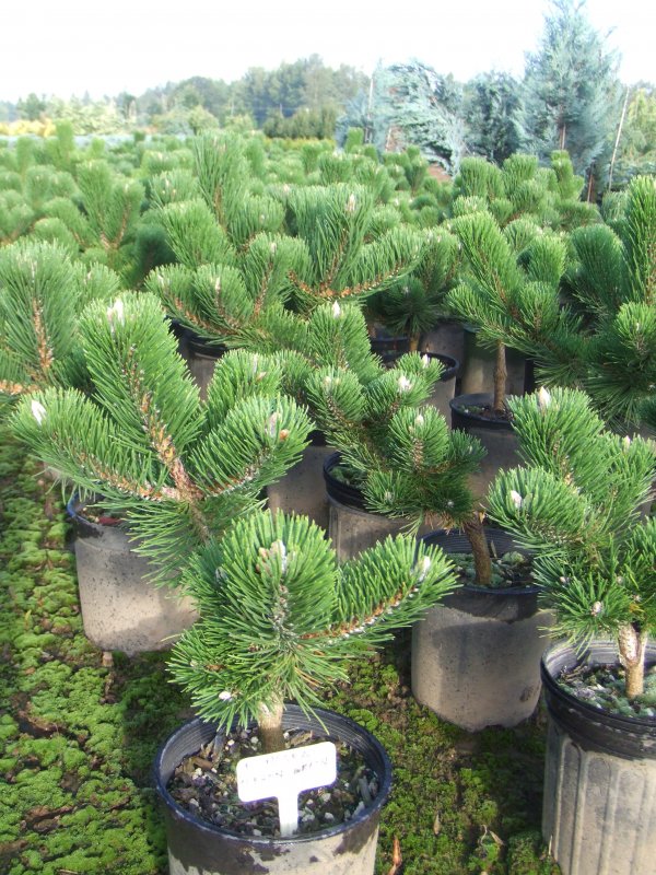 Сосна черная "Oregon Green" (Орегон Грин)