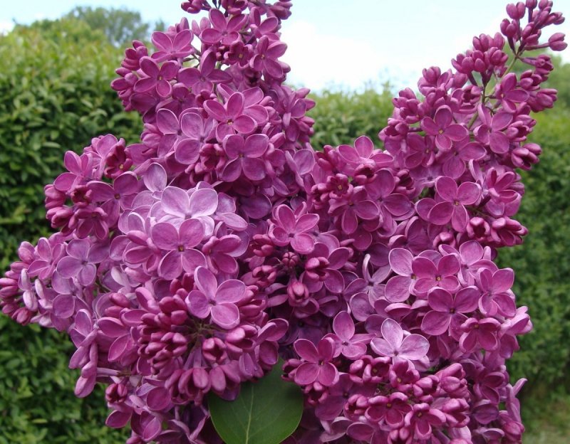 Little Trees Lilac артикул