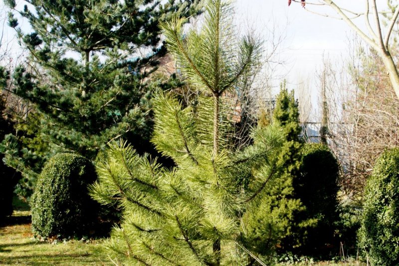 Сосна Pinus nigra