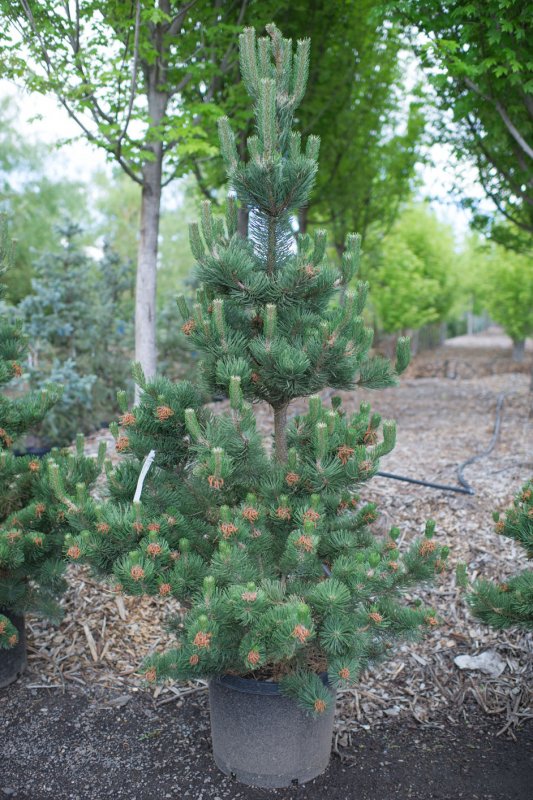 Pinus nigra Oregon Green