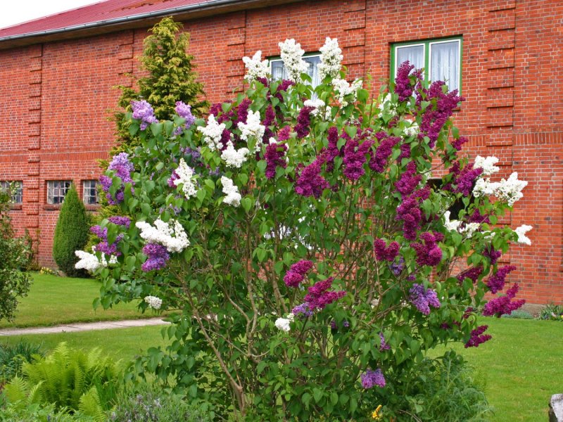 Сирень обыкновенная Syringa vulgaris Znamya Lenina