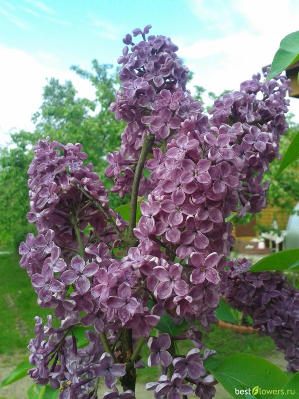 Сирень Анденкен Шарль Жюли